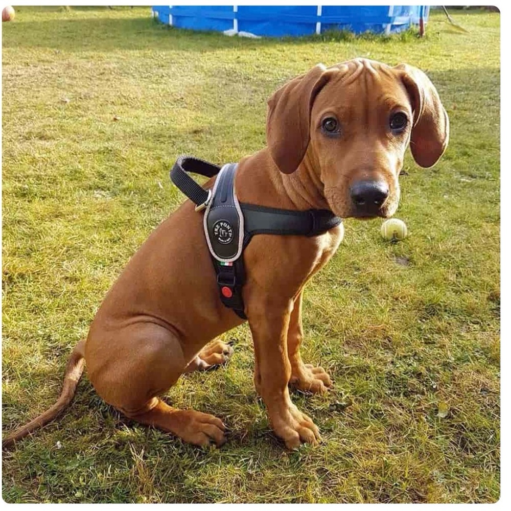 Tre Pointi | Primo | Handmade in Italy Dog harness | XL
